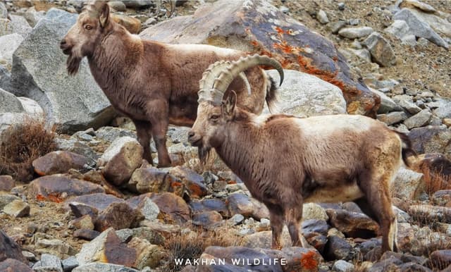 Pakistan Wildlife Tour