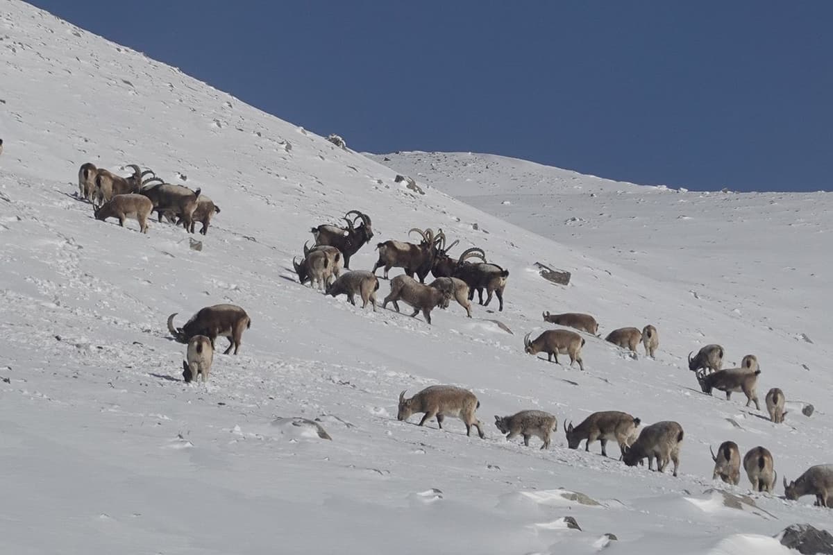Khunjerab Pass Tour image 3