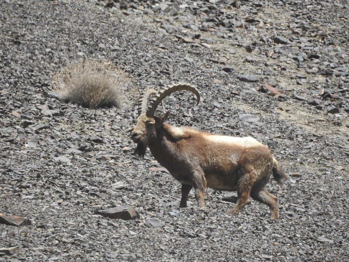 Khunjerab Pass Tour image 2